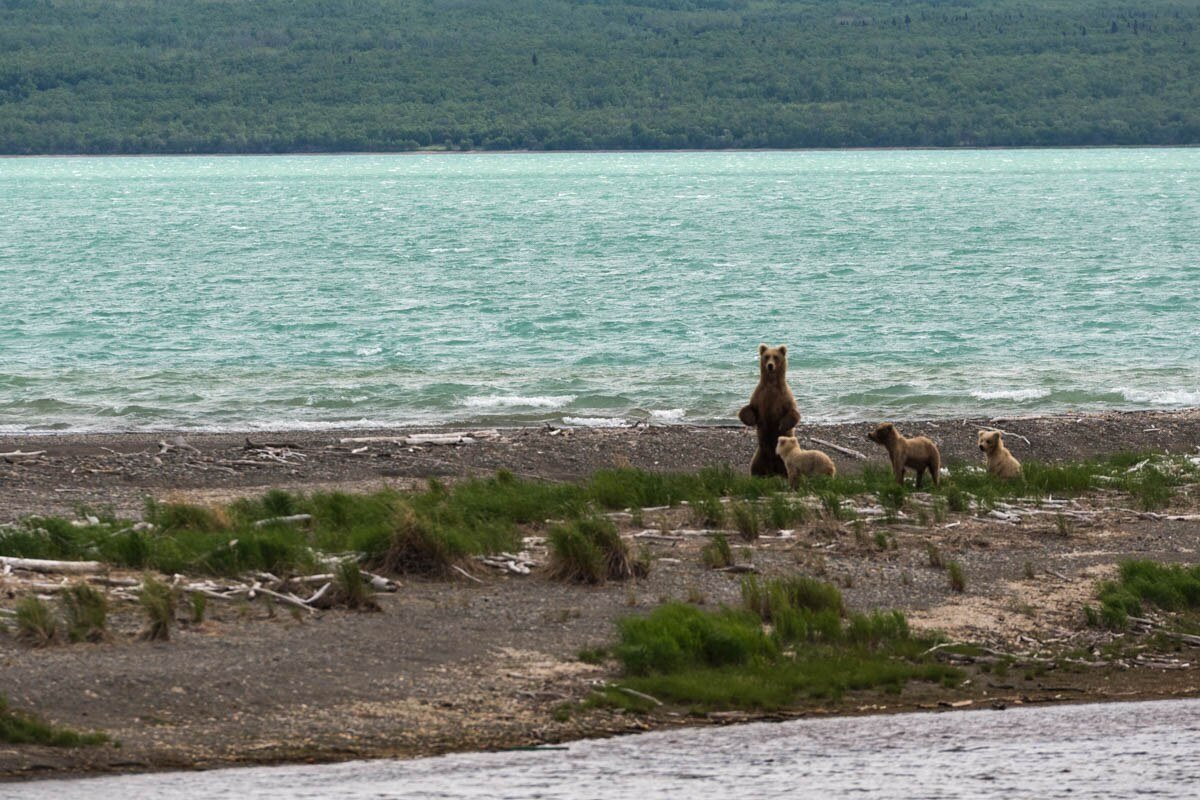 Moving to Alaska: The Complete 2026 Relocation Guide Brown bears catching salmon at Brooks Falls Katmai National Park Alaska