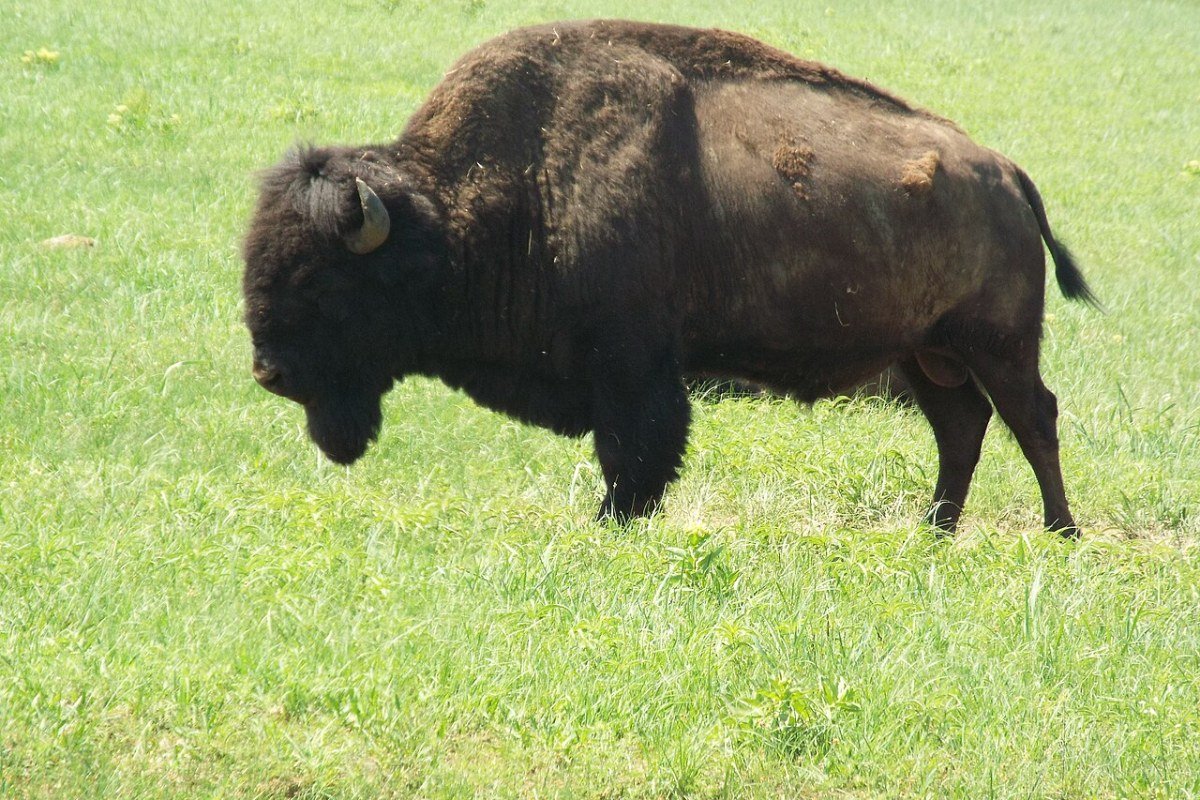 Outdoor Activities in Oklahoma 2026: Wichita Mountains, Red Rock Canyons, and the Tallgrass Prairie American bison herd Wichita Mountains Wildlife Refuge Oklahoma prairie