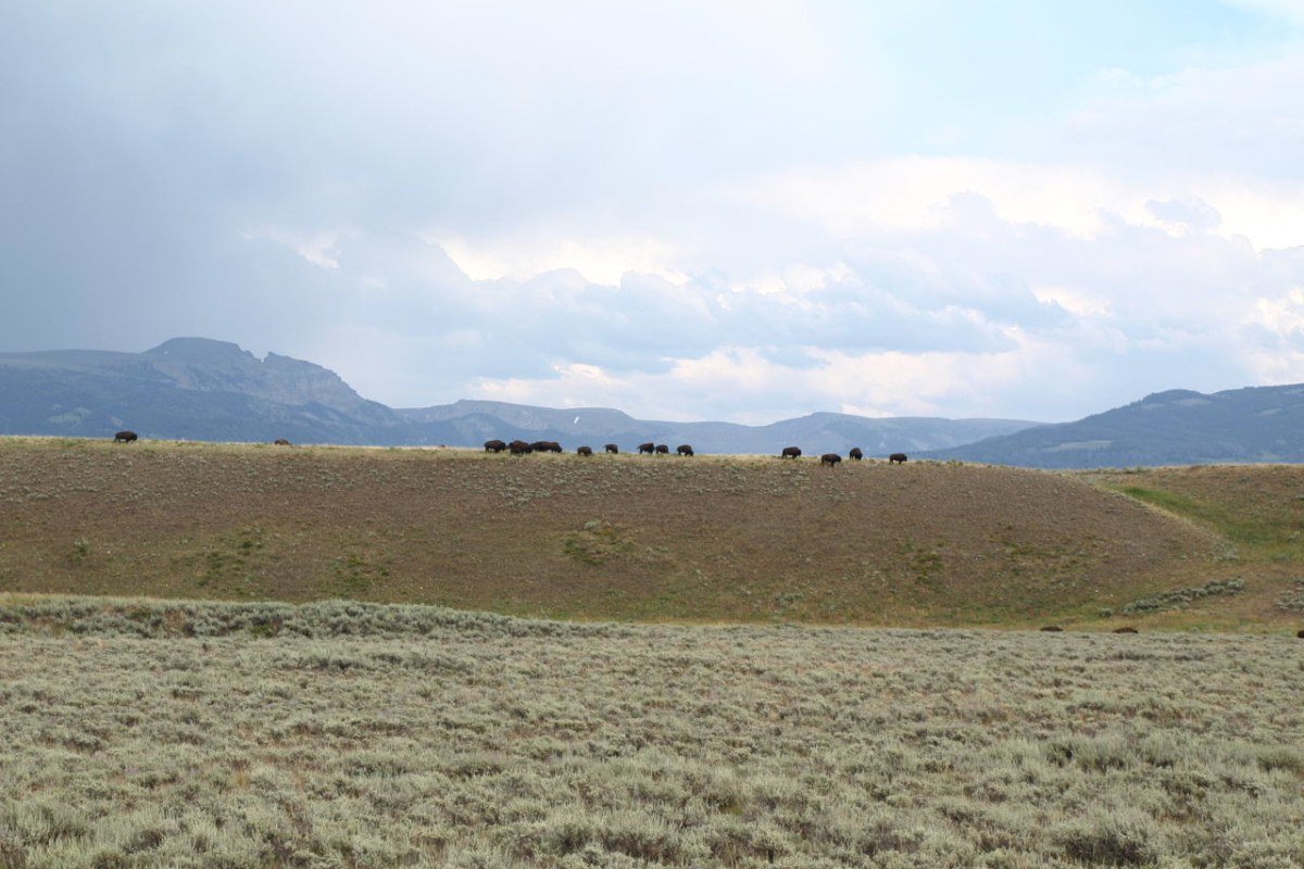 Wyoming Travel Guide 2026: Yellowstone, Grand Teton, and America’s Last Frontier American bison grazing Grand Teton National Park Wyoming Teton Range peaks