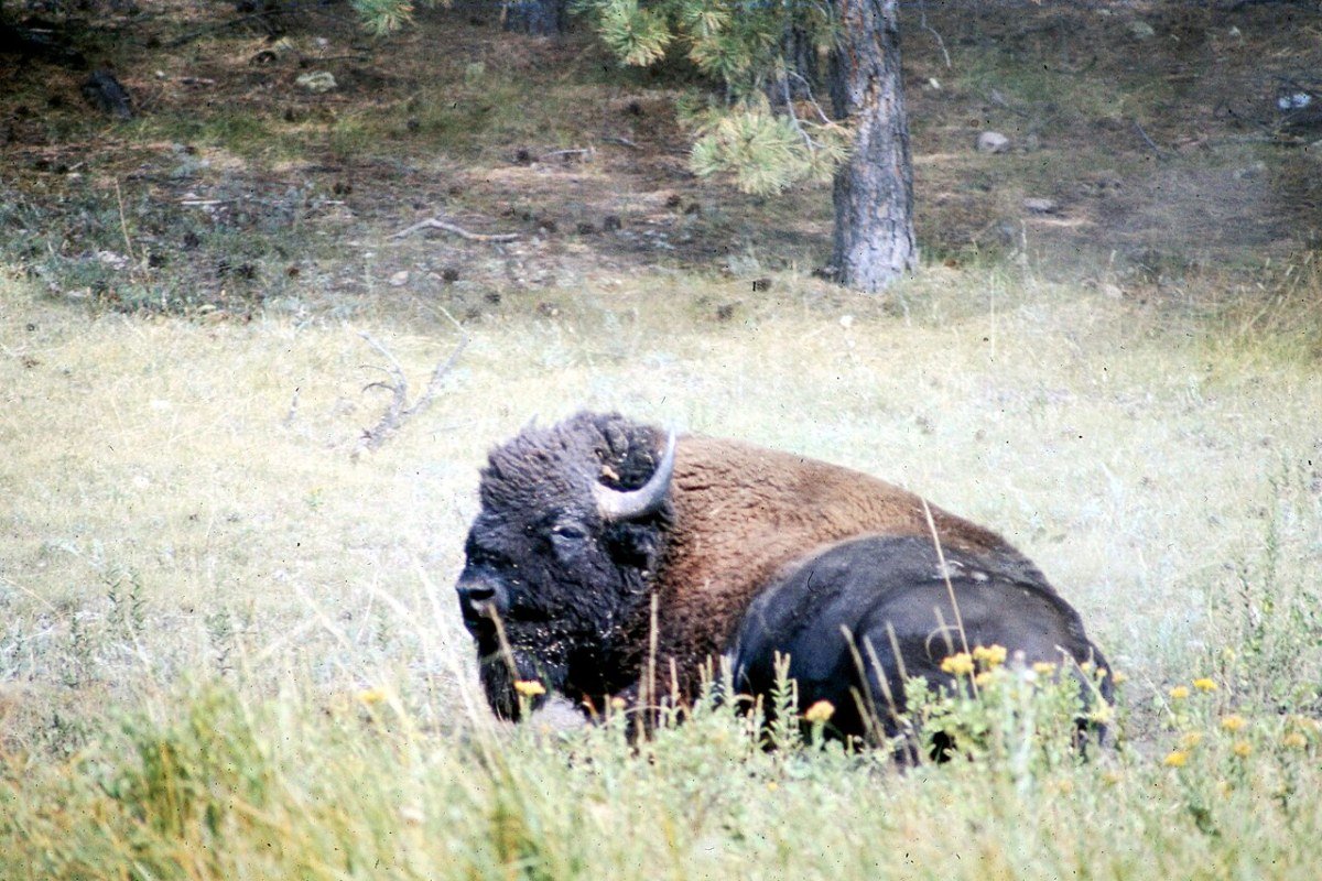 Moving to South Dakota in 2026: Complete Relocation Guide American bison bull South Dakota Custer State Park Great Plains wildlife