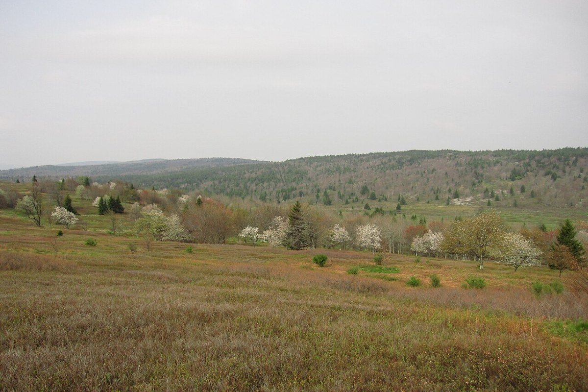 Moving to West Virginia in 2026: Complete Relocation Guide Dolly Sods Wilderness West Virginia Allegheny Highlands alpine meadow boulders