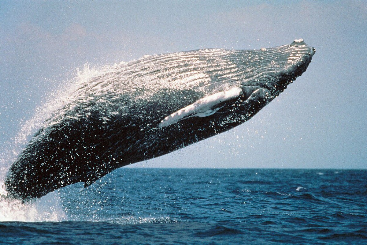 Outdoor Activities in Newfoundland and Labrador 2026: Icebergs, Whales, and the North Atlantic Wilderness Humpback whale breaching in the North Atlantic waters off Newfoundland Canada