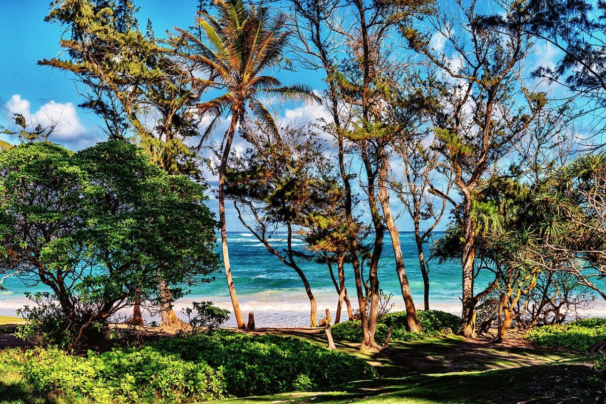 Moving to Hawaii in 2026: Complete Relocation Guide Malaekahana Beach North Shore Oahu Hawaii tropical beach and palm trees