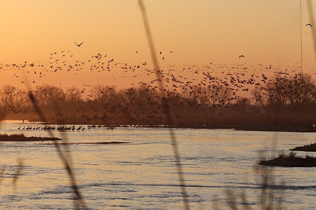 Nebraska Travel Guide 2026: Sandhills, the Oregon Trail, and Omaha’s Renaissance Sandhill crane migration at sunrise Platte River Kearney Nebraska spring wildlife