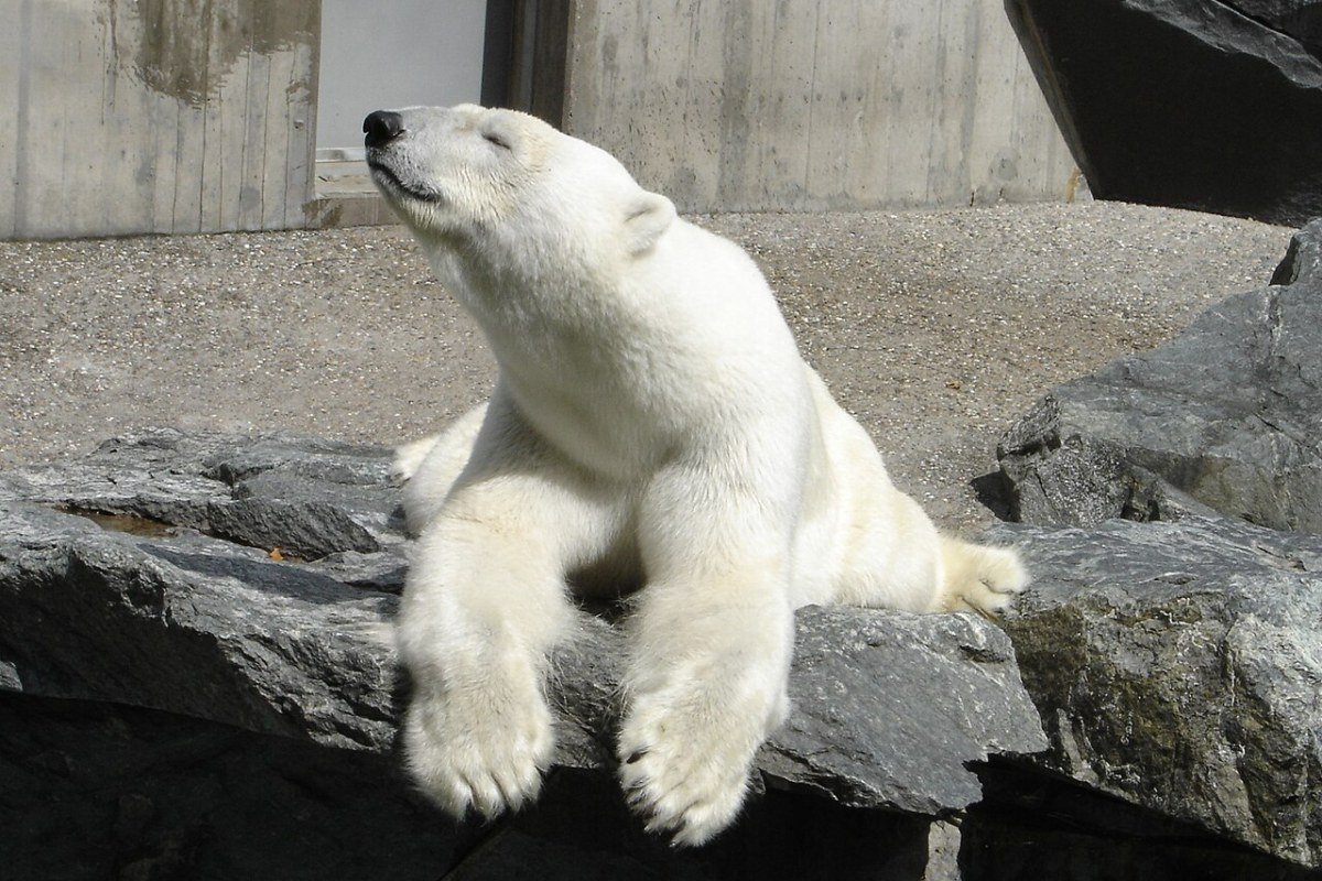 Outdoor Activities in Manitoba 2026: Churchill Wildlife, Prairie Lakes, and Boreal Adventures Polar bear walking on tundra near Churchill Manitoba Canada
