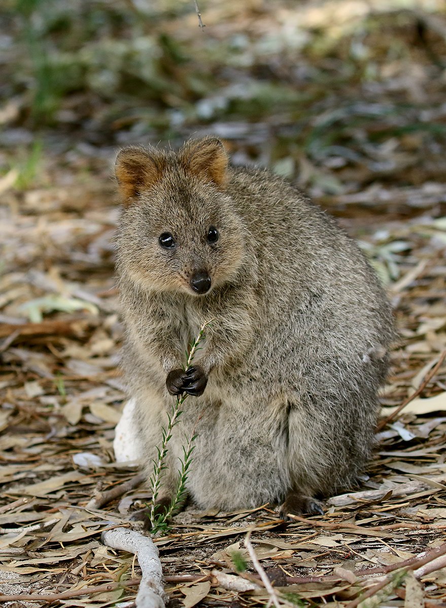 Moving to Western Australia in 2026: Complete Relocation Guide Quokka on Rottnest Island Western Australia endemic marsupial smiling Australian wildlife