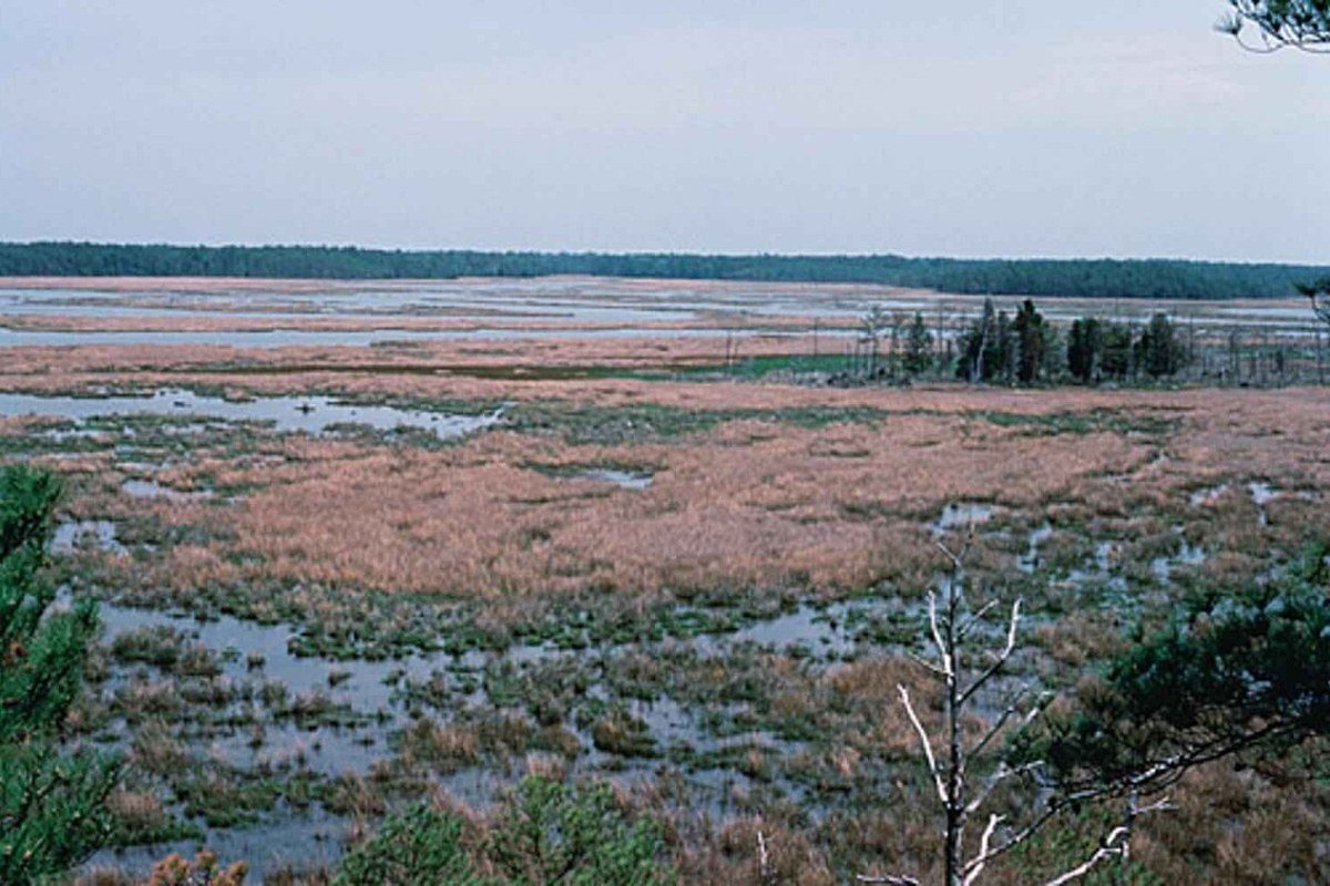 Maryland Outdoor Activities 2026: Bay, Mountains, and Barrier Islands Blackwater National Wildlife Refuge wetlands Maryland Chesapeake Bay waterfowl habitat