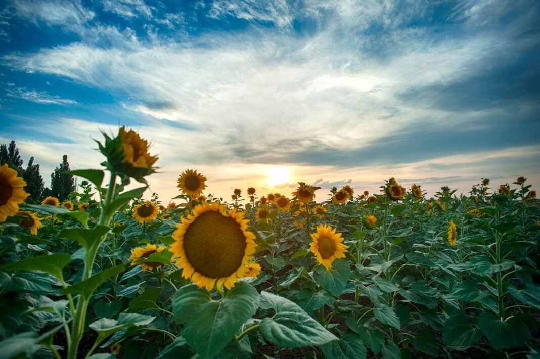 Moving to North Dakota in 2026: Complete Relocation Guide Sunflower field under blue sky North Dakota prairie late summer bloom