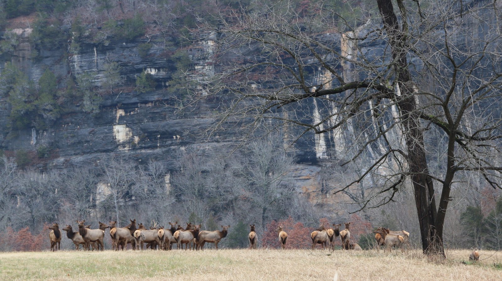 Buffalo National River Arkansas herd of elk Steel Creek winter bluffs wilderness Ozark plateau