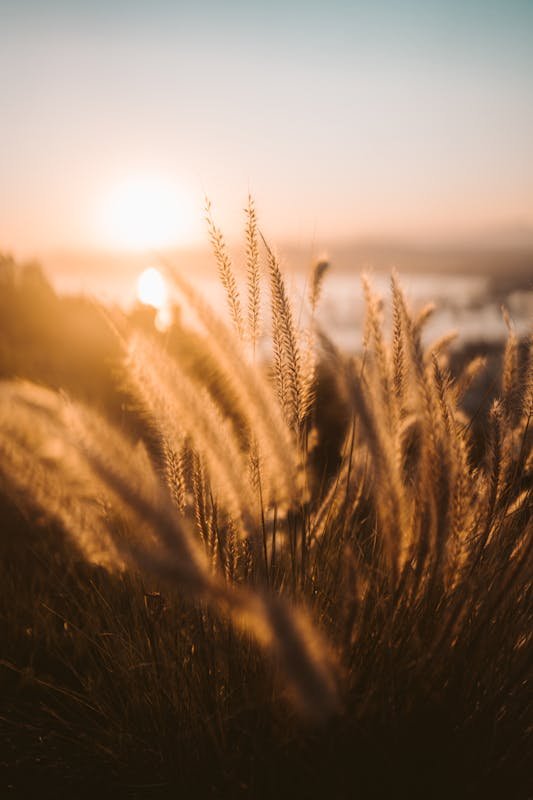 Best Places to Live in Manitoba 2026: Winnipeg Neighbourhoods and Regional Communities Golden wheat field at sunset on the Manitoba prairies Canada