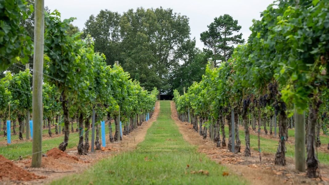 Best Places to Live in South Australia 2026: Adelaide Suburbs, Hills Villages, and the Wine Regions Wine vineyard rows of vines South Australia Barossa Valley wine region countryside