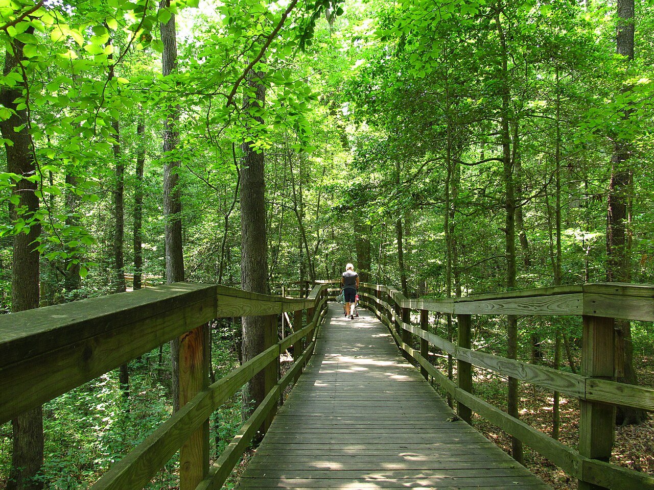 Elevated boardwalk trail winding through the old-growth bottomland hardwood forest of Congaree National Park, South Carolina
