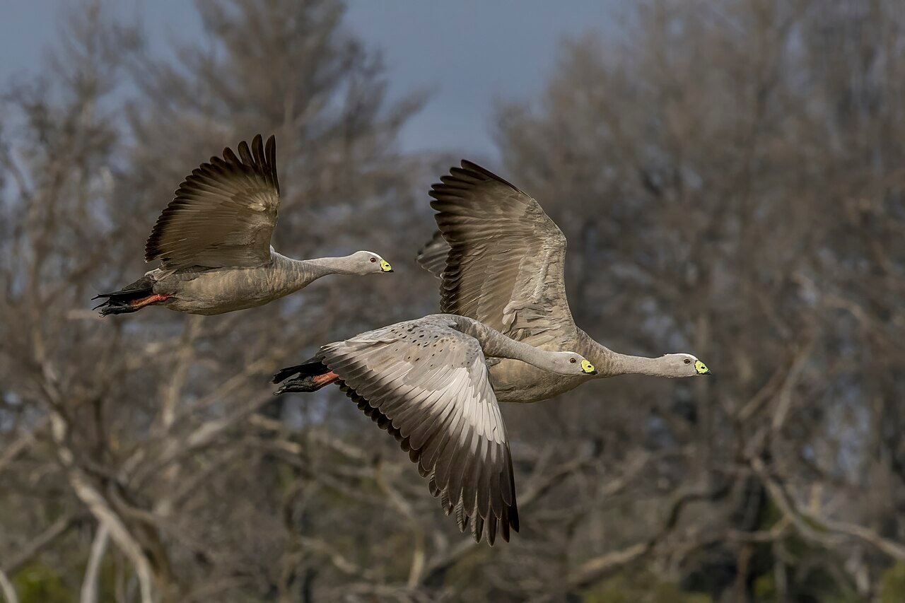 Cape Barren geese in flight Kangaroo Island Flinders Chase National Park South Australia endemic wildlife