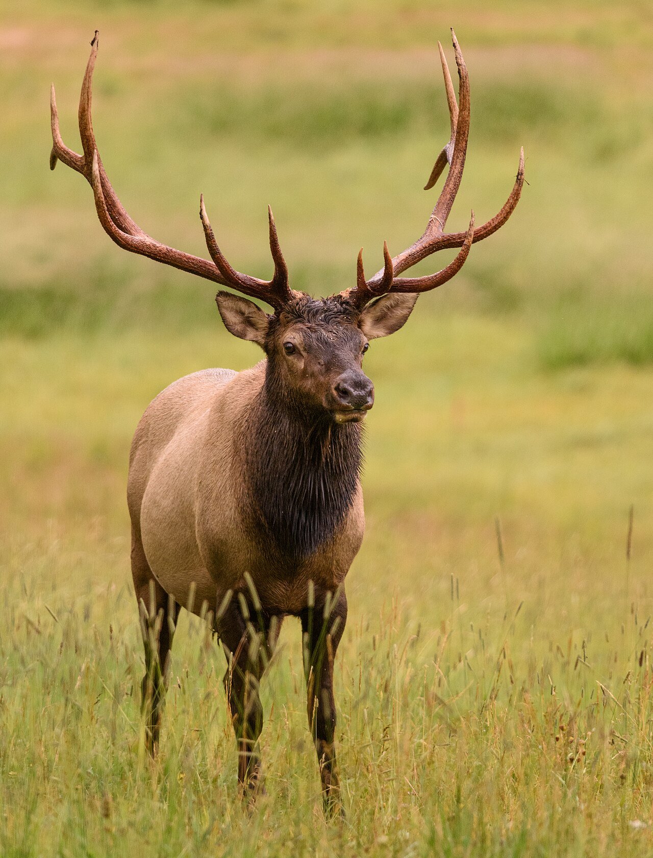 Elk grazing in Rocky Mountain National Park Colorado USA wildlife autumn