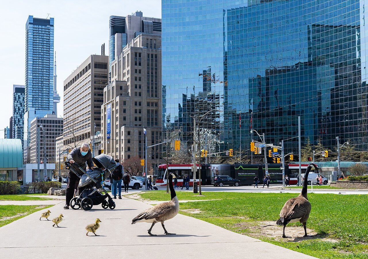 Canada geese family walking in downtown Toronto Ontario Canada