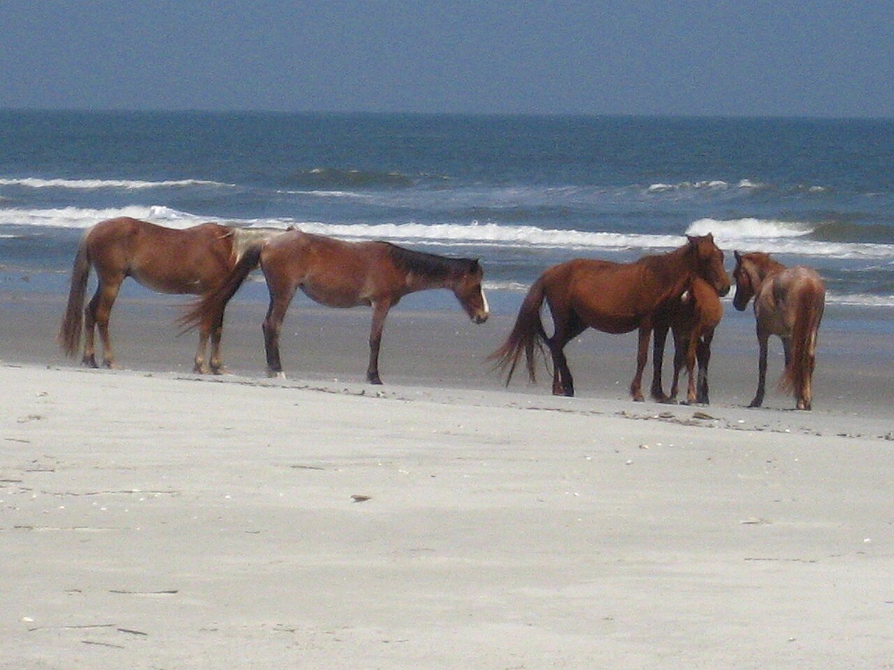 Wild horses on Cumberland Island National Seashore Georgia Atlantic coast beach