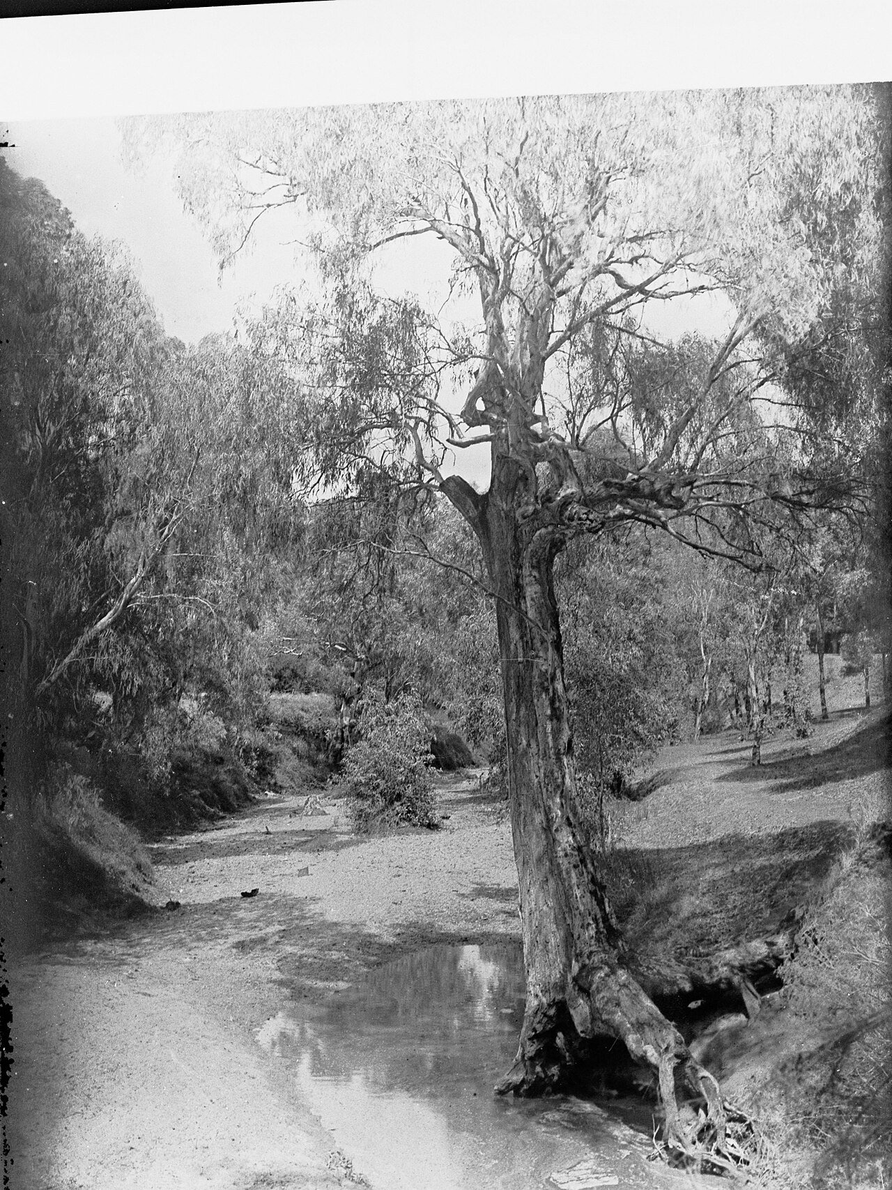Gawler South Australia creek trees regional town landscape Barossa Valley gateway affordable housing