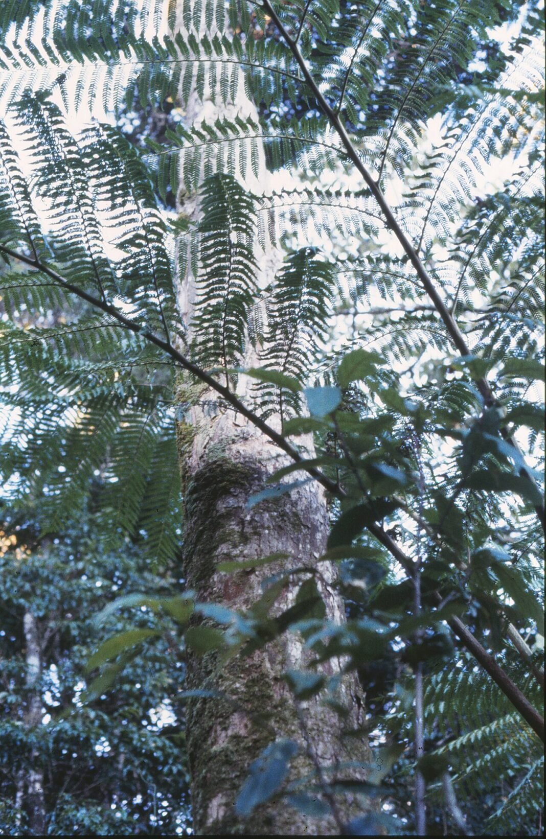 Cairns and Tropical North Queensland Complete Guide Tree ferns in Daintree Rainforest National Park Cairns Tropical North Queensland Australia