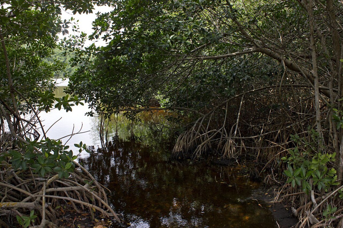 Florida Outdoors: Beaches, Diving, Kayaking, Birding, and Year-Round Adventure Everglades National Park Florida mangrove waterway wetlands wildlife habitat
