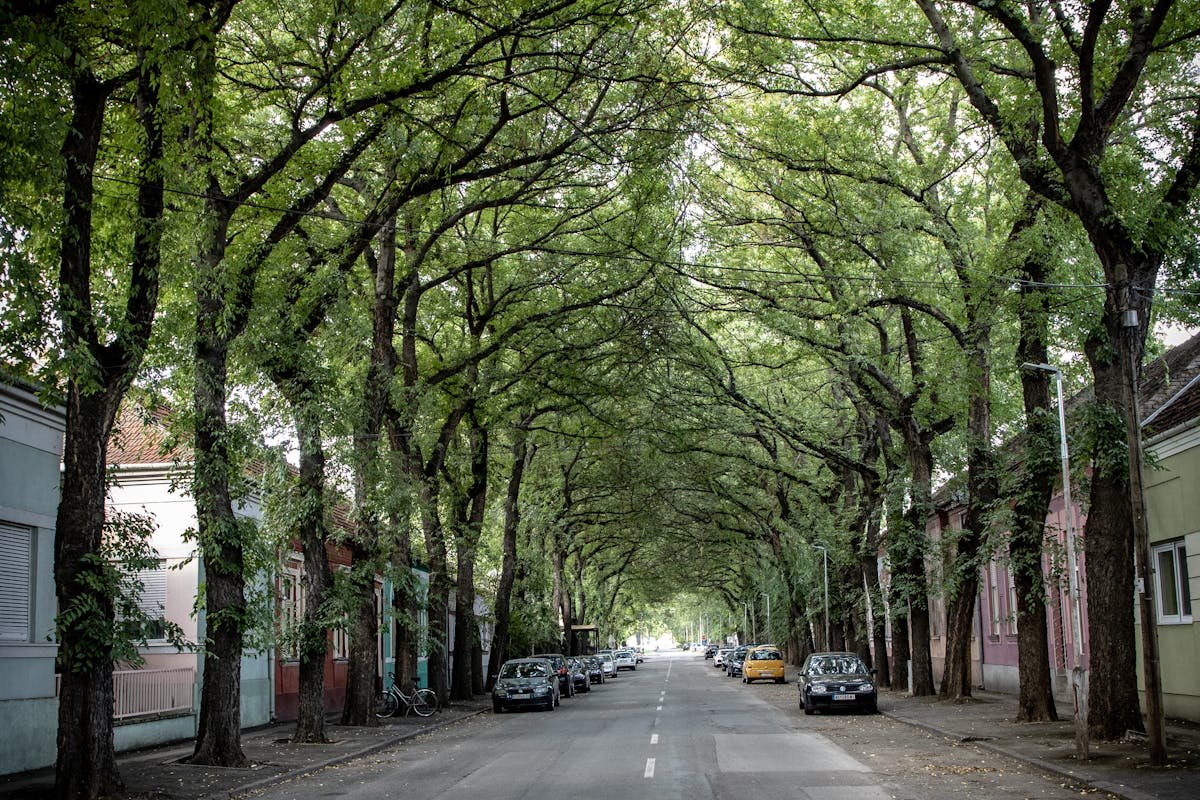 Australian suburban residential street tree-lined houses regional New South Wales affordable living