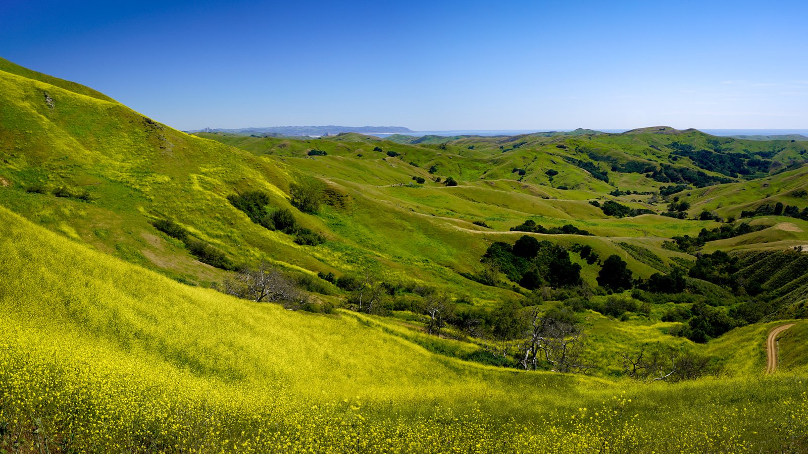 California Southern Coast Ranges rolling green hills wildflowers Morro Bay spring landscape