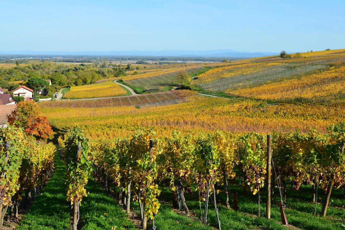 Hunter Valley vineyard wine rows cellar door New South Wales Australia wine tourism