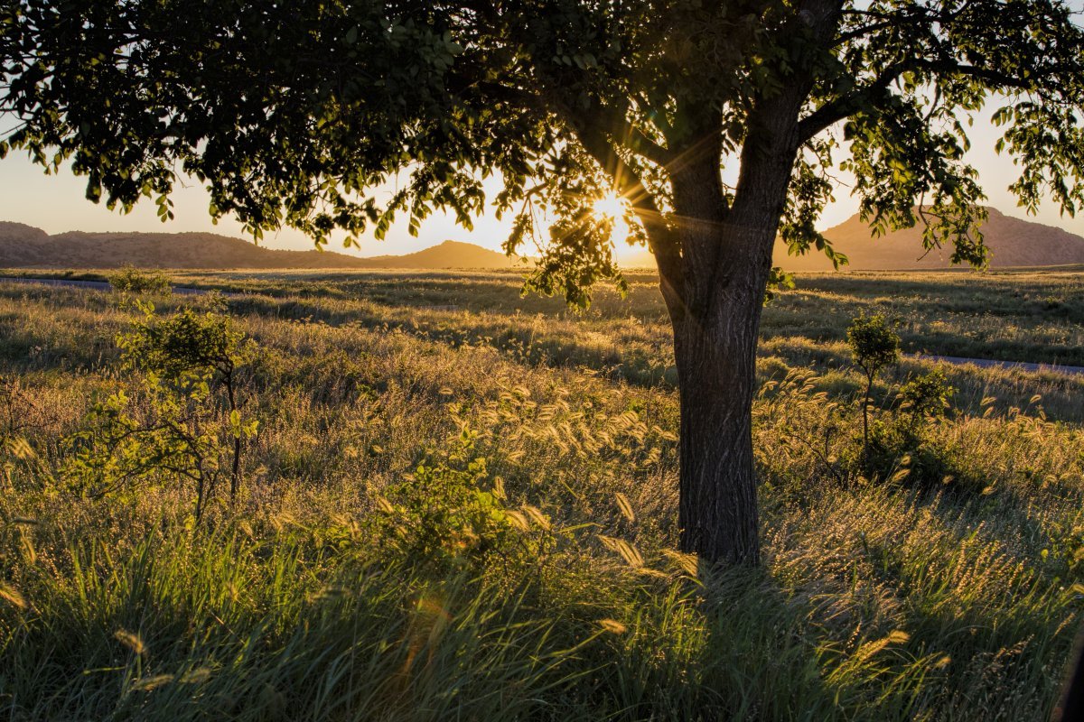 Oklahoma Wichita Mountains Wildlife Refuge sunrise golden light prairie grass tree landscape