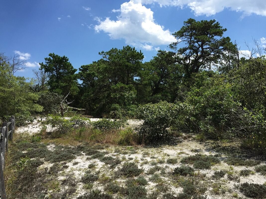 Outdoor Activities in New Jersey 2026: Shore, Pine Barrens, and the Appalachian Trail Pitch Pine grove along forest trail, Island Beach State Park, New Jersey