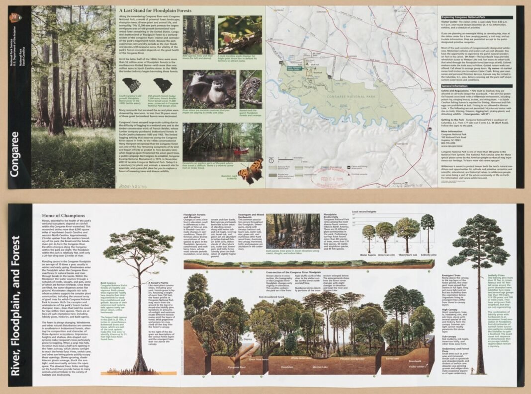 Moving to South Carolina in 2026: Complete Relocation Guide Ancient cypress trees at Congaree National Park, South Carolina