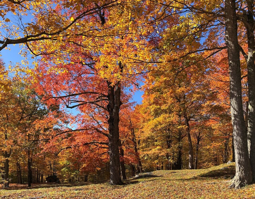 Outdoor Activities in Vermont 2026: Skiing, Hiking, and the Best of New England Autumn maple foliage on Equinox Mountain, Vermont