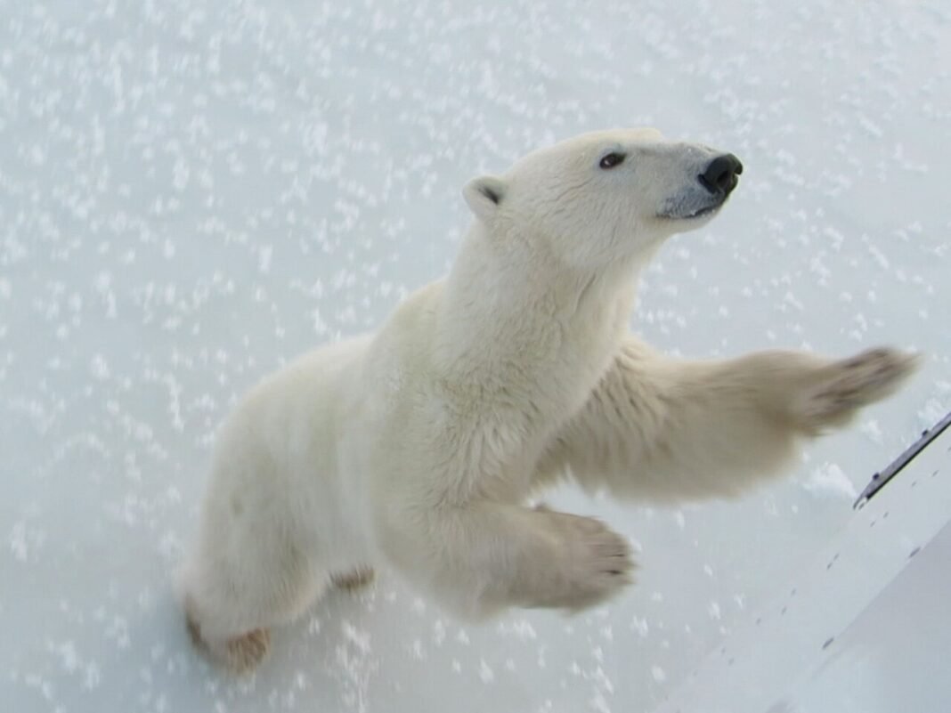 Outdoor Activities in Manitoba 2026: Churchill Wildlife, Prairie Lakes, and Boreal Adventures Polar bear on the tundra near Churchill, Manitoba, Canada