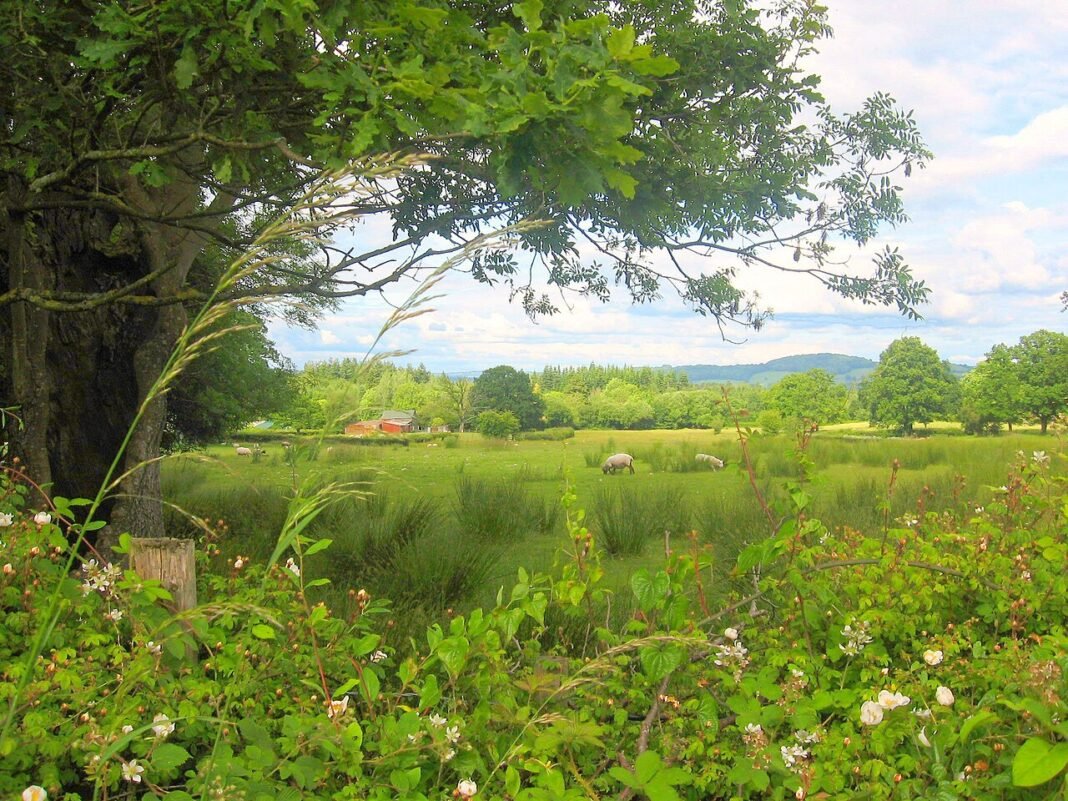 Moving to Wales 2026: Relocation Guide for the Land of Song and Dragons Rural countryside at Goytre, Wales