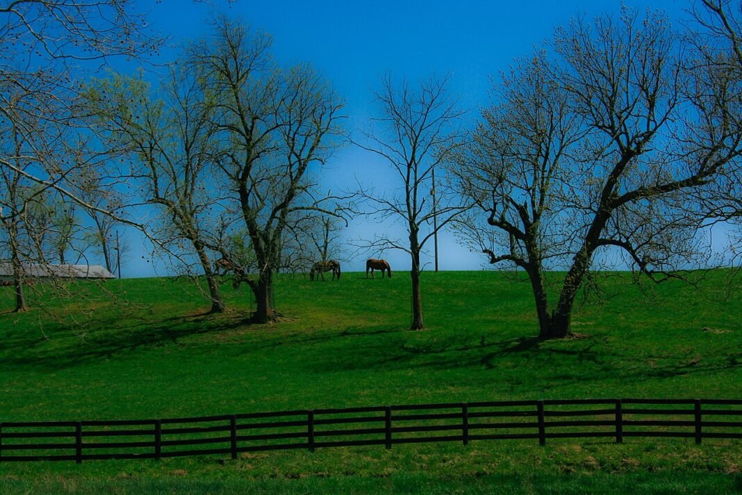 Moving to Kentucky in 2026: Complete Relocation Guide Two horses at Manchester Farm, Lexington, Kentucky