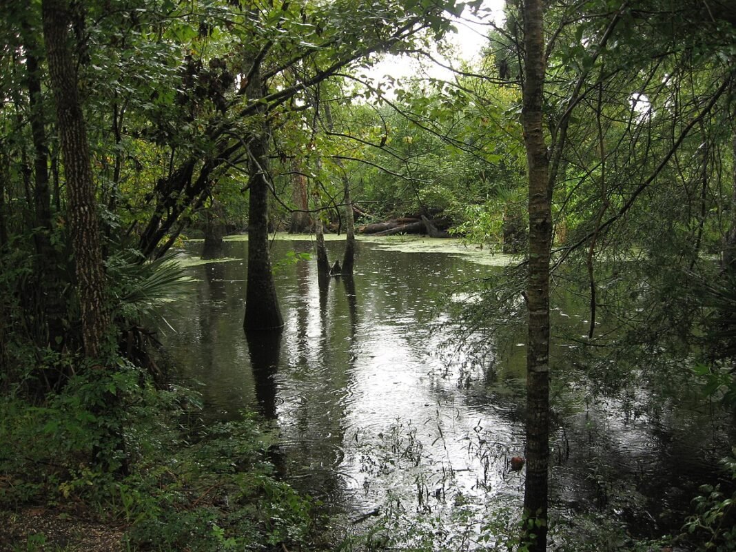 Louisiana Outdoor Activities 2026: Bayous, Birding, and Gulf Adventures Barataria Preserve, Jean Lafitte National Historical Park, Louisiana