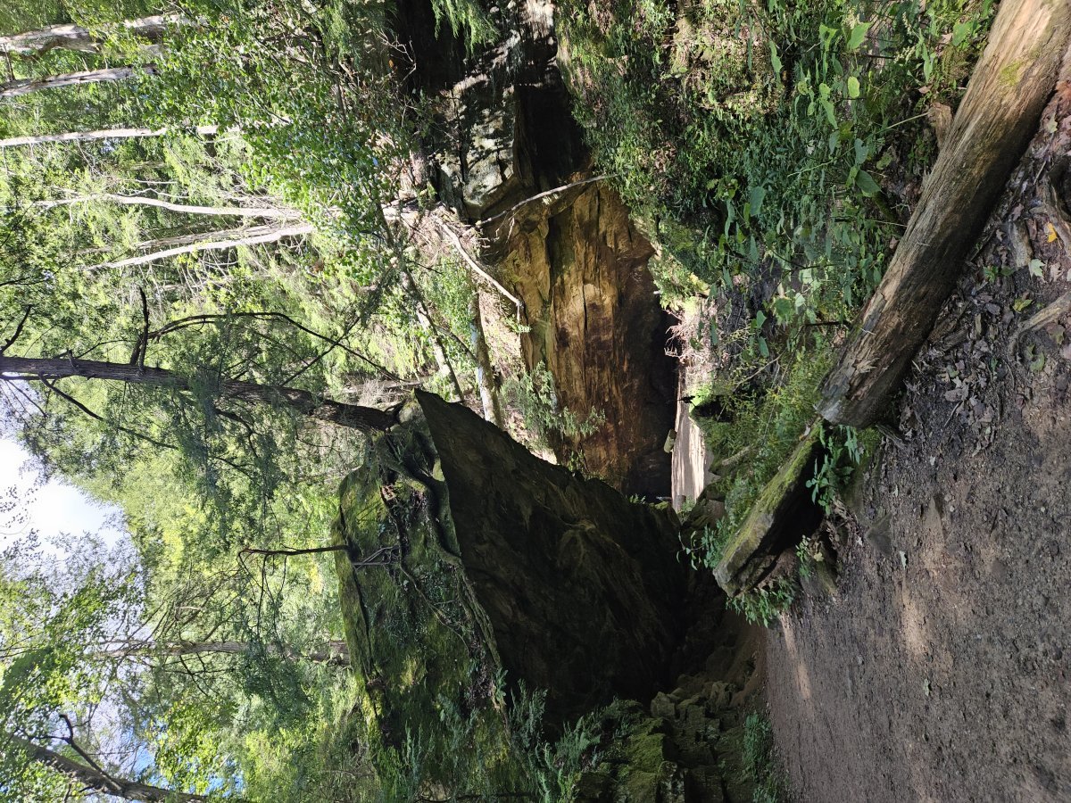 Turkey Run State Park Indiana sandstone gorge trail outdoor hiking forest Hoosier National Forest