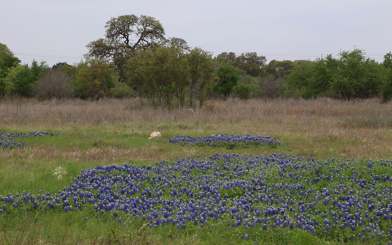 Texas Hill Country bluebonnet field with live oak spring wildflowers March April scenic landscape