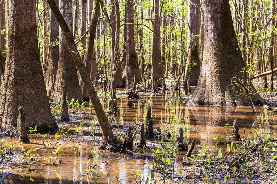 Moving to South Carolina in 2026: Complete Relocation Guide Ancient bald cypress trees and knees reflected in floodwater at Congaree National Park South Carolina old-growth floodplain forest