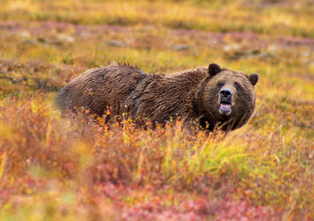 Alaska Wildlife Guide: Bears, Whales, Northern Lights and More Grizzly brown bear standing in autumn tundra Denali National Park Alaska wildlife