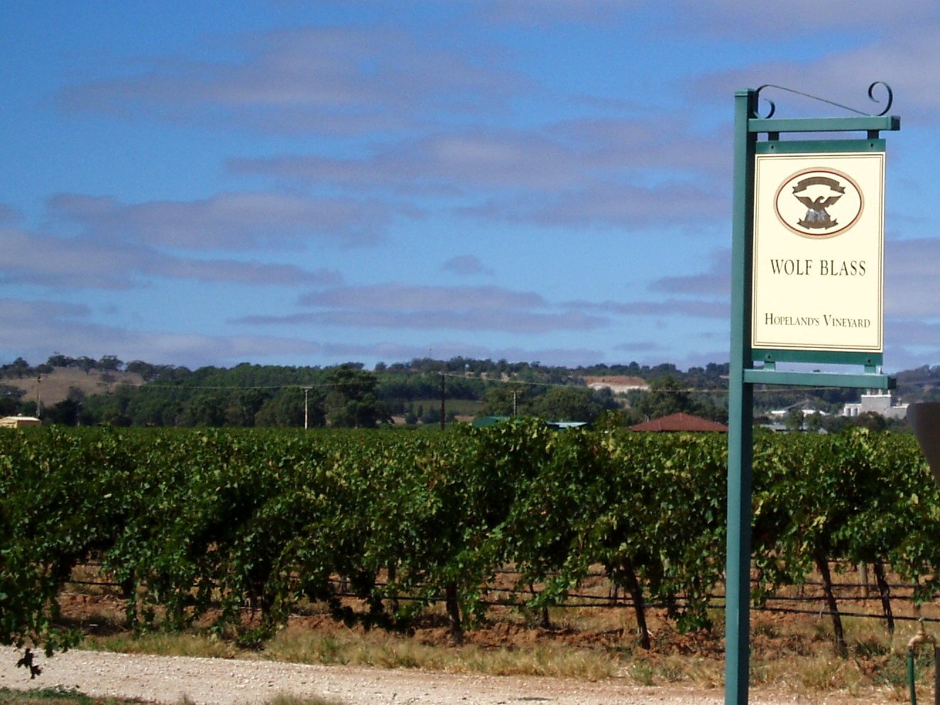 Wolf Blass vineyard in the Barossa Valley wine country South Australia