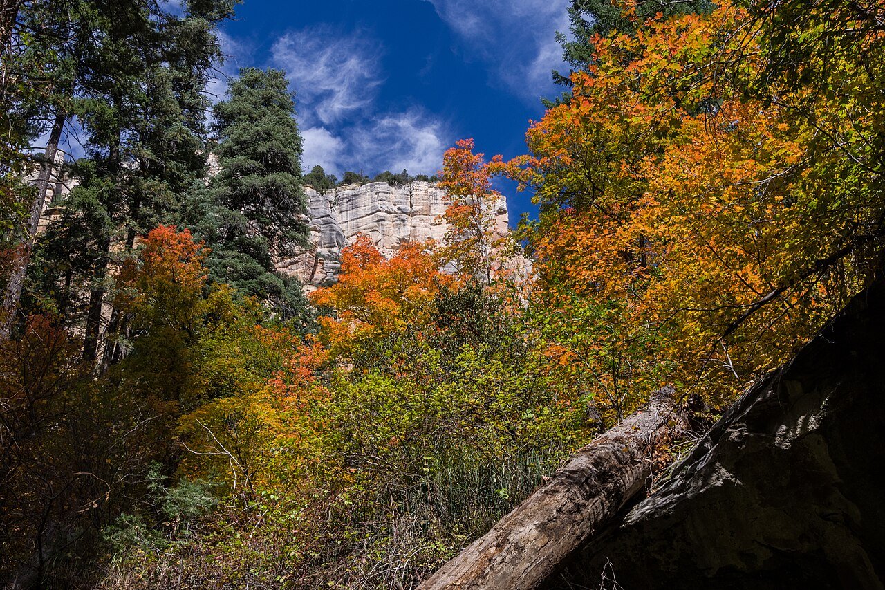 West Fork of Oak Creek canyon Sedona Arizona with autumn maple and sycamore color against red sandstone walls